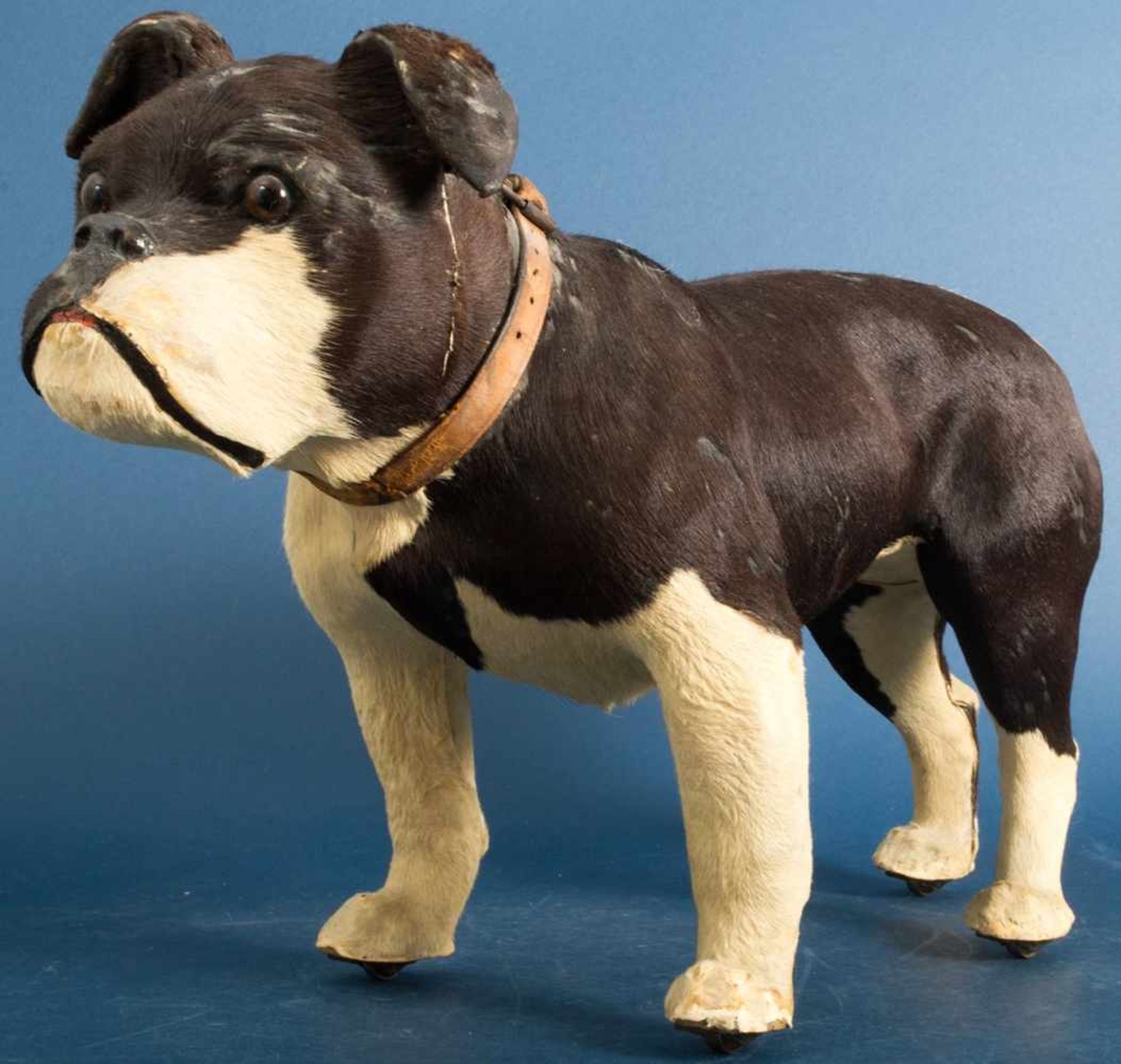 "Englische Bulldogge" zum Gassigehen, um 1900/20, Pappmache-Körper mit Kuhfell bespannt, eingesetzte