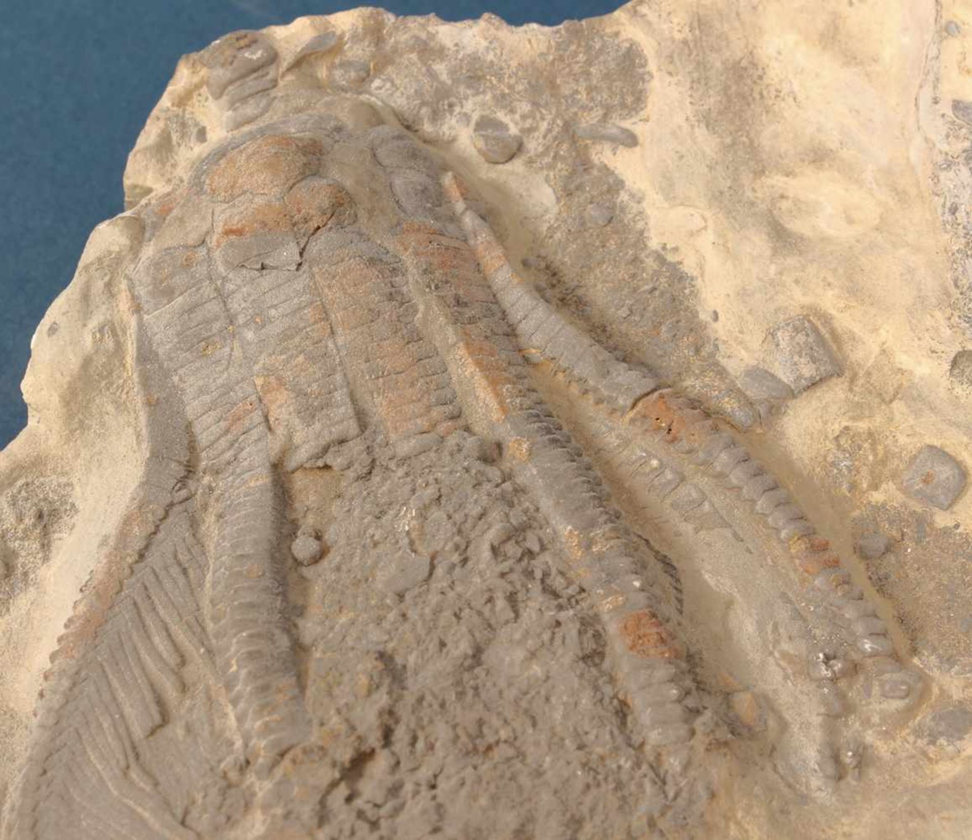 7teiliges Konvolut versch. Millionen Jahre alte Fossilien/Versteinerungen. Unterschiedliche - Bild 3 aus 8