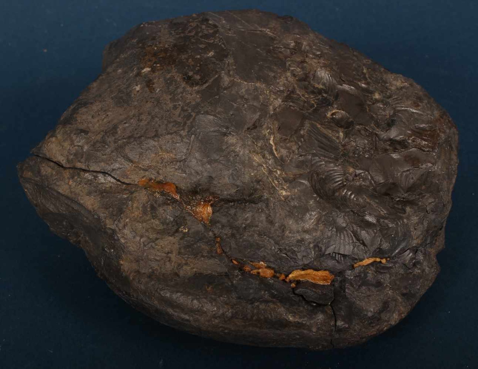 7teiliges Konvolut versch. Millionen Jahre alte Fossilien/Versteinerungen. Unterschiedliche - Bild 7 aus 8