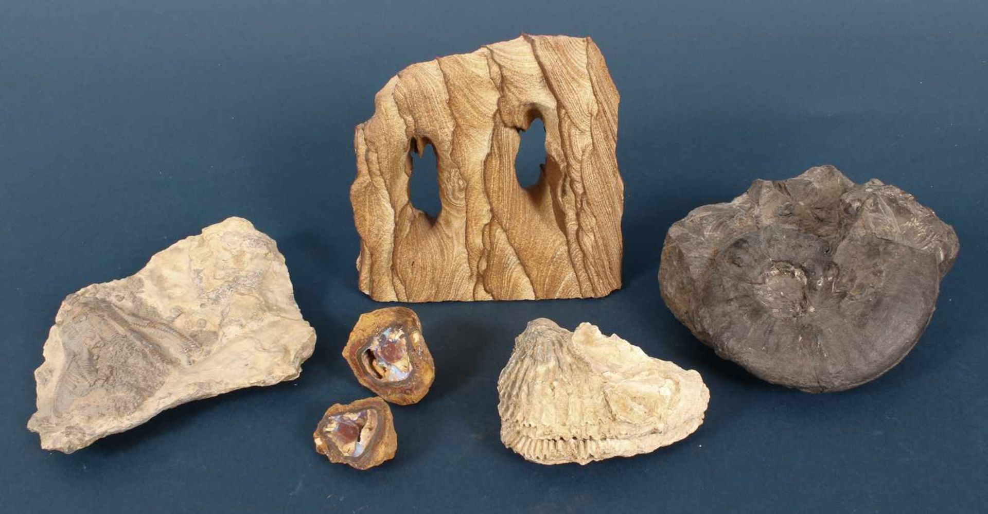 7teiliges Konvolut versch. Millionen Jahre alte Fossilien/Versteinerungen. Unterschiedliche
