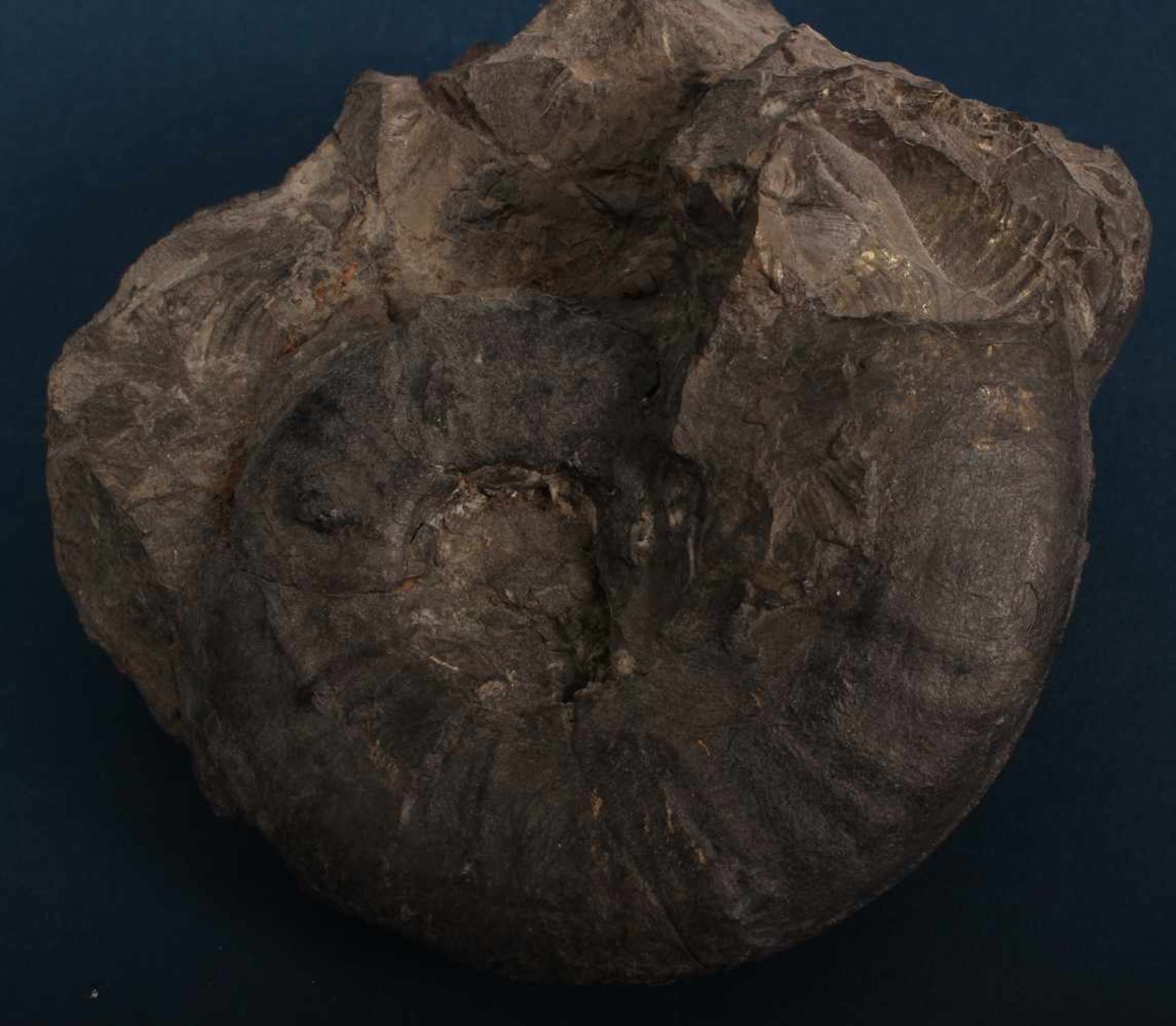 7teiliges Konvolut versch. Millionen Jahre alte Fossilien/Versteinerungen. Unterschiedliche - Bild 6 aus 8