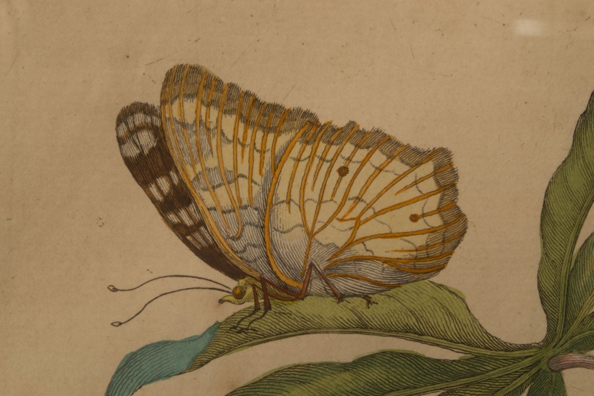 "Eidechse und Insekten" auf versch. Blattwerk. Hinter Glas gerahmter, handkolorierter Kupferstich - Image 4 of 6