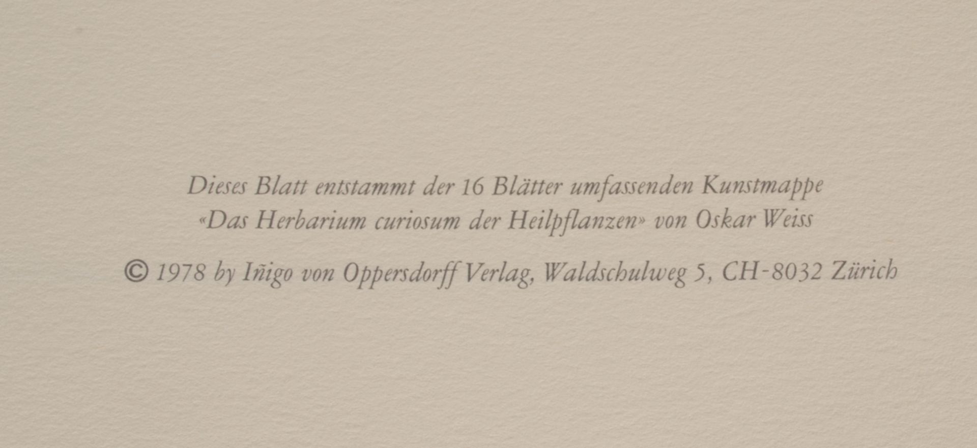 Das Herbarium Curiosum der "Heilpflanzen" des Schweizer "Bildererfinder's" Oskar Weiss (geb. - Bild 4 aus 5