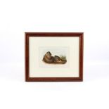 Original JJ Audubon Pine Mouse Lithograph No16