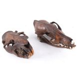 Fossilized Beaver & Coyote Taxidermy Skull