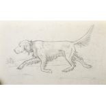 R... M... H... (20th Century) British. Study of a Retriever, Pencil, Signed with Initials, Unframed,