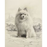 Late 19th Century English School. Study of a Spitz, Pencil, Unframed, 15" x 11.75" (38.1 x 29.