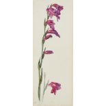 Helen Allingham (1848-1926) British. "Gladiolus", Still Life of a Flower, Watercolour, Signed and