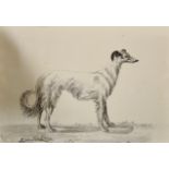 19th Century English School. Study of a Morpian Greyhound, Ink, Indistinctly Signed and Inscribed on