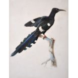 Auguste Pelletier (act.c.1800-1847) French. Wood Hoopoe (Phoeniculus Purpureus) Pencil,