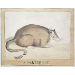 19th Century English School. “A Water Rat”, with a Secondary Head of a Man, Watercolour, Pencil