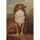Circle of George Armfield (1808-1893) British. Study of a Collie Dog, Oil on Board, bears a