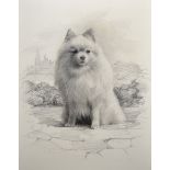 Late 19th Century English School. Study of a Spitz, Pencil, Unframed, 15” x 11.75” (38.1 x 29.