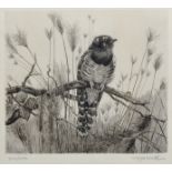 Winifred Marie Louise Austin (1876-1964) British. “Young Cuckoo”, Sitting on a Branch. Etching,