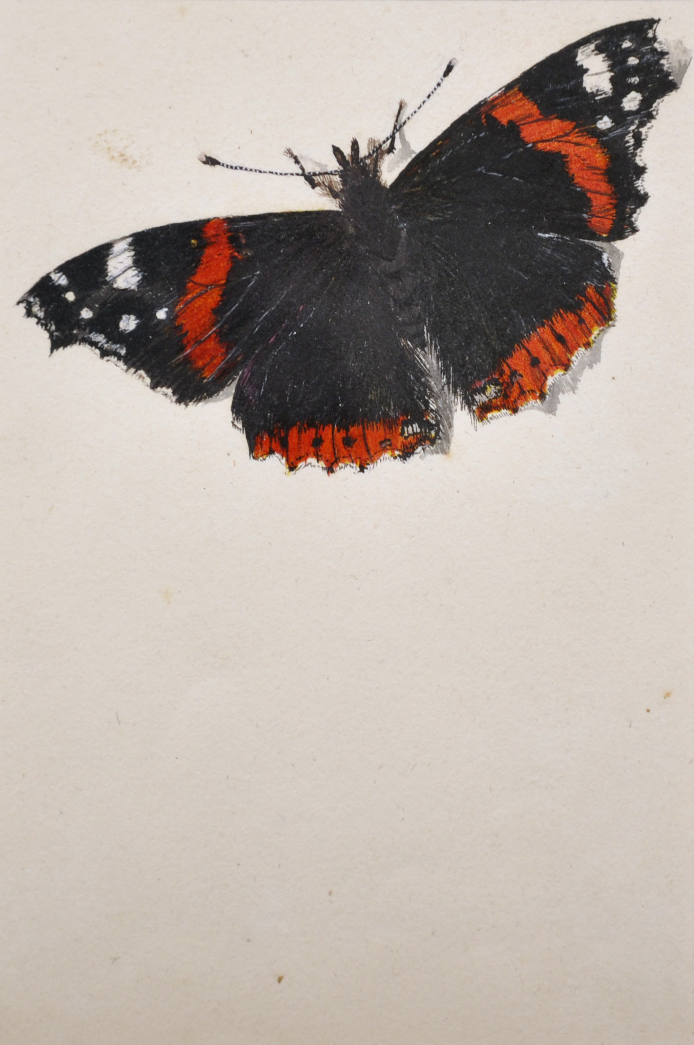 Early 19th Century English School. Study of a Butterfly and Caterpillar, Watercolour, Dated ‘June