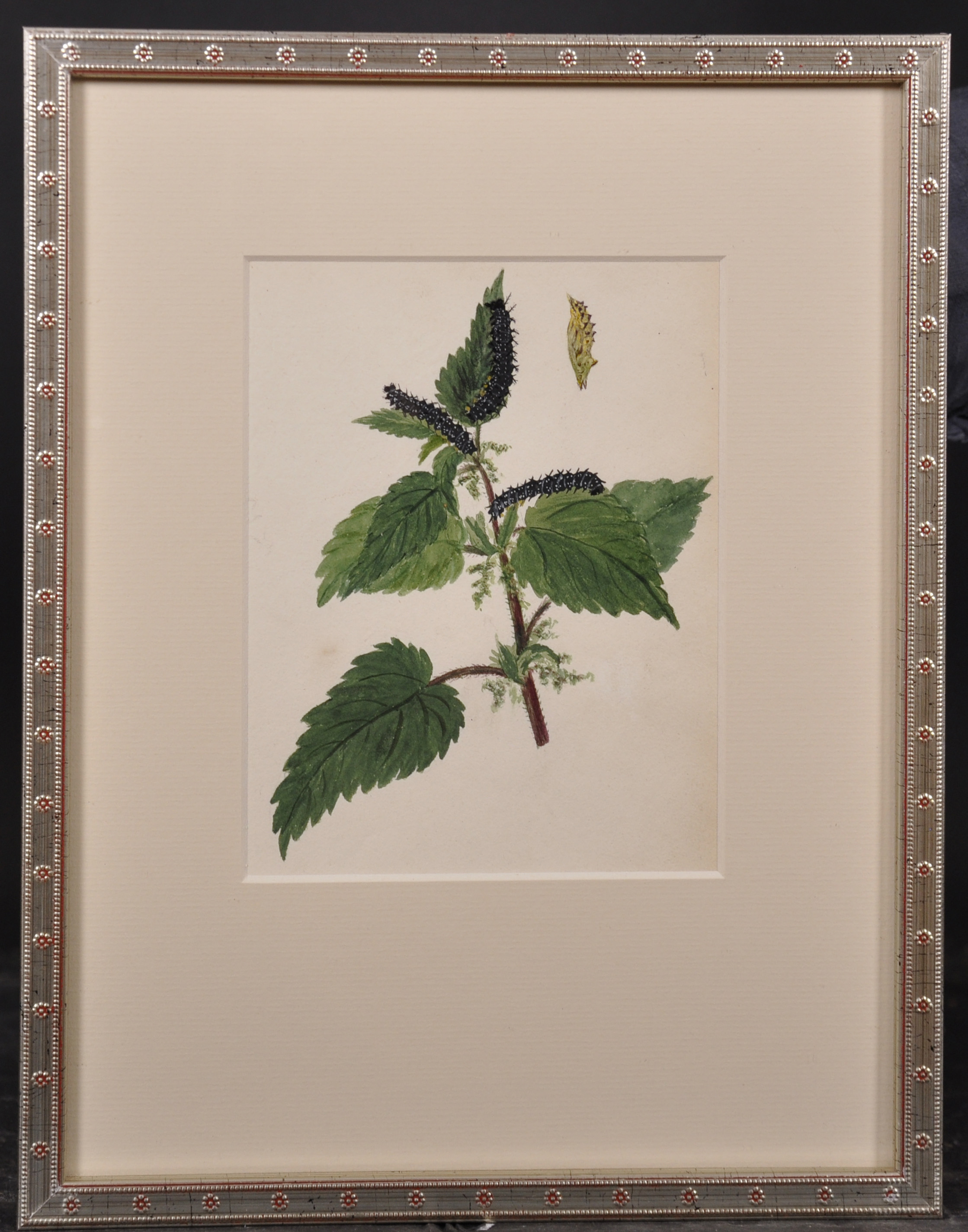 Early 19th Century English School. Study of a Butterfly and Caterpillar, Watercolour, Dated ‘June - Image 5 of 9