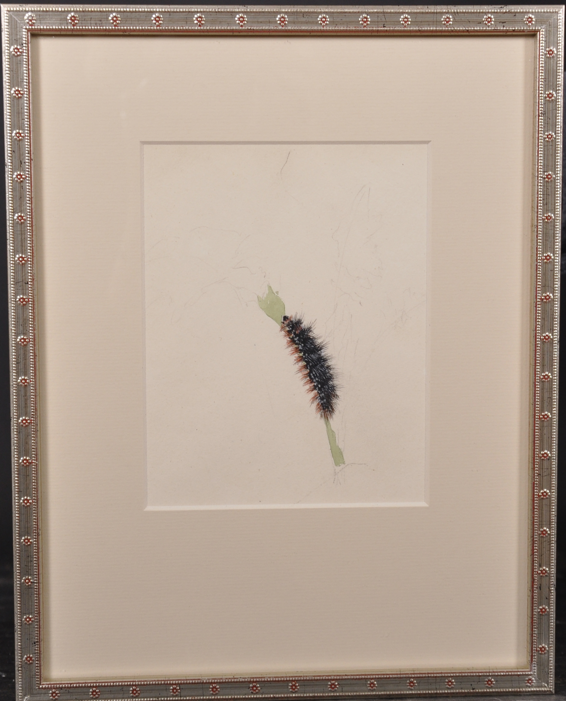 Early 19th Century English School. Study of a Butterfly and Caterpillar, Watercolour, Dated ‘June - Image 9 of 9