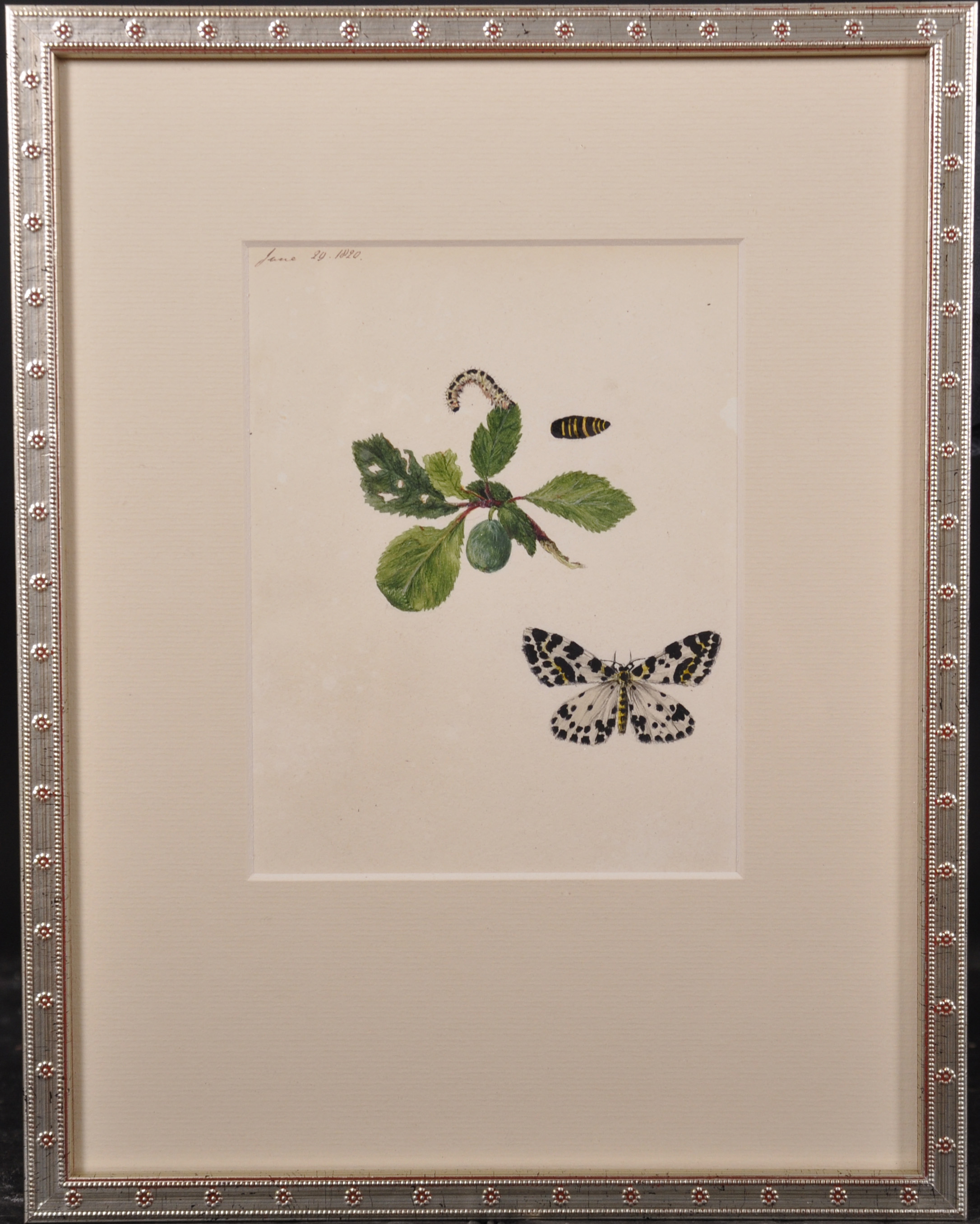 Early 19th Century English School. Study of a Butterfly and Caterpillar, Watercolour, Dated ‘June - Image 4 of 9