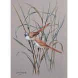 Cherry Campbell (20th Century) British. “Bearded Tits in Reeds”, Watercolour, Signed, and Signed and