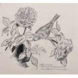 Eileen Soper (1905-1990) British. “Willow Warbler”, Pencil and Charcoal, Inscribed, Mounted,