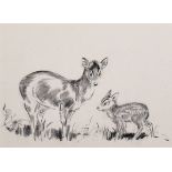 Eileen Soper (1905-1990) British. Study of a Muntjac Doe and her Fawn 11, Pencil and Charcoal,
