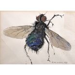 H… Weinerbom (20th Century) European. Study of a Fly, Watercolour on shaped Paper, Signed and