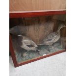 Large pair of taxidermy ducks in fitted casing.