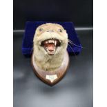 Antique taxidermy otters head on presentation plaque. R. O. B WAMPBY BAY. 18lbs dated 1951.