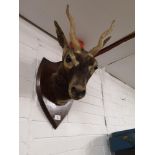 Victorian taxidermy wall mounted impala head set on a shield.