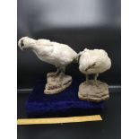 Pair of victorian White grouse taxidermy birds.
