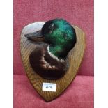 Antique Taxidermy wall mounted mallard duck.