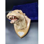 Antique taxidermy otters head on presentation plaque. Arkleby River elley 18 lbs dated 1936.