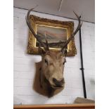 Antique Taxidermy Stag Head with 6 pointer antlers attached to shield plaque .