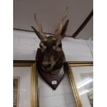 Large victorian taxidermy impala Head with presentation plaque.