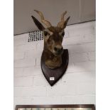 Large taxidermy impala Head dated 1922 on presentation shield plaque.