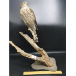 Antique taxidermy Sparrow hawk sat up on a tree branch display.