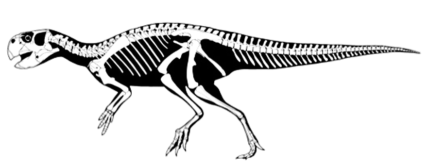 PSITTACOSAURUS DINOSAUR SKELETON - Image 8 of 8