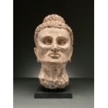 GANDHARA OVER LIFE-SIZE STUCCO HEAD OF FASTING BUDDHA