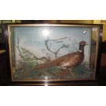 Taxidermy - cased specimen pheasant amongst rockwork and foliage. (B.P. 24% incl. VAT)