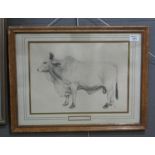 S.S initials, 'The Majesty of the bull', pencil sketch, signed with monogram, framed and glazed. (