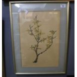 Ceri Lowe (20th Century), 'Forsythia', a botanical study, signed in pencil by the artist. 45 x