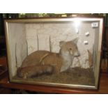 Taxidermy - cased specimen recumbent fox amongst foliage. (B.P. 21% + VAT)