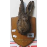 Specimen hare's head on shield shaped plaque, Llanfair-Clydogau 7th November 1931. (B.P. 21% + VAT)