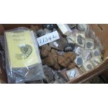Two boxes of geological rock and other specimens, fossils, specimen eggs etc. (2) (B.P. 21% + VAT)