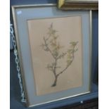 Ceri Lowe (20th Century), 'Forsythia', a botanical study, signed in pencil by the artist. 45 x