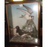 Taxidermy - a cased specimen oystercatcher and tern on rockwork, probably Jeffries of Carmarthen. 59