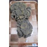 Geology sample Dactylioceras Ammonites Jurassic approx 210 million years old from Holzmaden Germany.