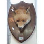 Taxidermy - specimen snarling fox mask on oak shield shaped plaque. (B.P. 21% + VAT)