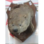 Taxidermy - specimen otter mask 'H.O.H Dulas 21 May 1898' on shield shaped plaque. (B.P. 21% + VAT)