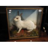 Taxidermy cased specimen white rabbit on rock work with foliage. Probably Hutchins of Aberystwyth.